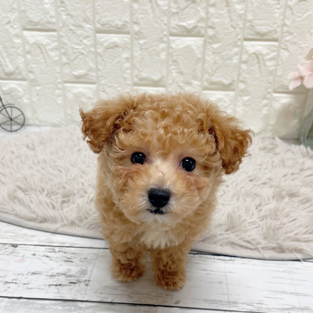 トイプードル女の子の写真