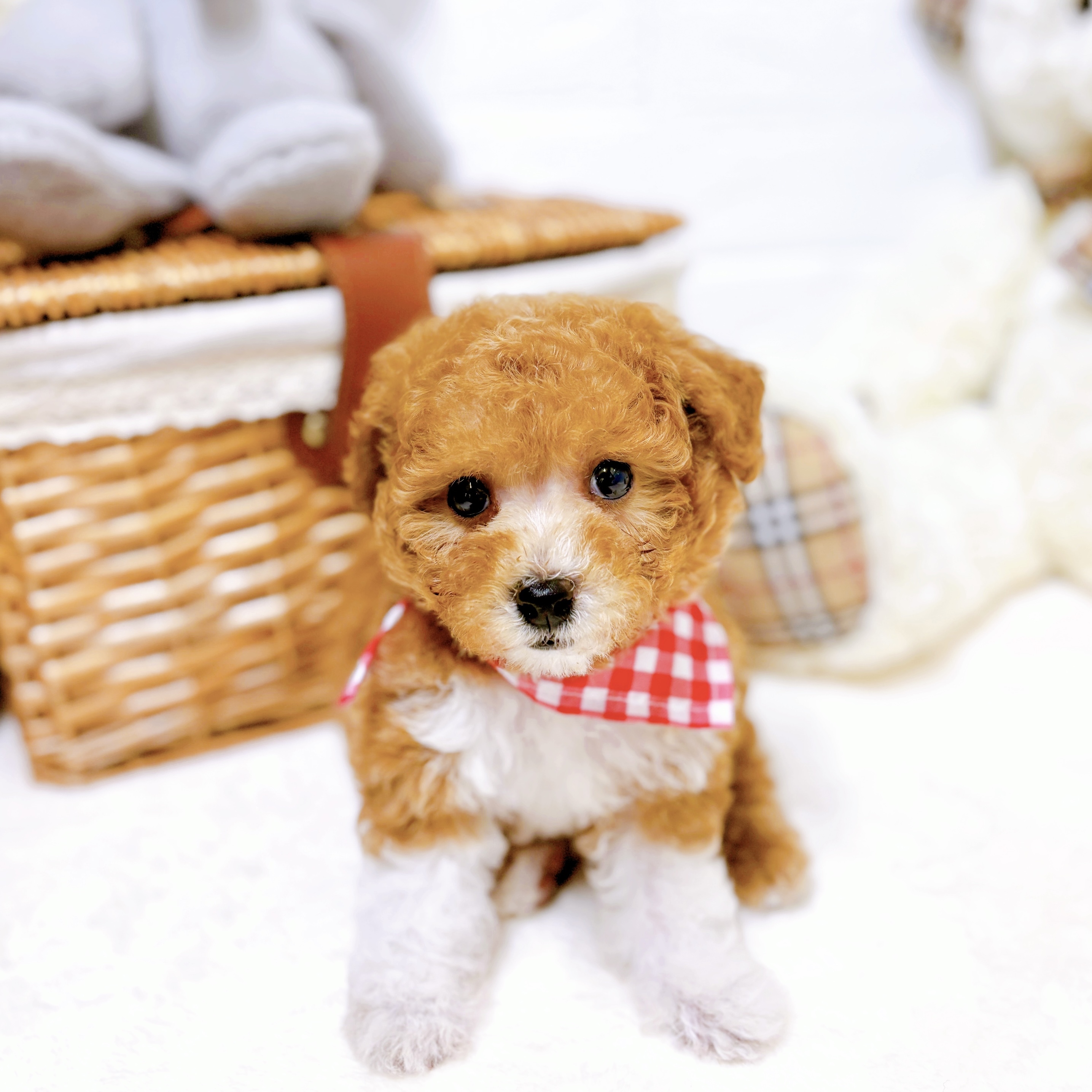6体　　ひみつきち☆です　手乗りわんこ　トイプードル トイ・プードル 】手のひらレベルの小さめサイズ！ボールは友達遊ぶの