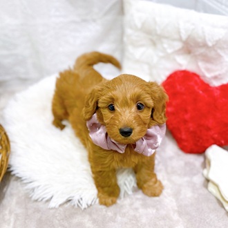 滋賀県のダップー(ダックス×プードル) (犬の家＆猫の里長浜店/2026年2月19日生まれ/女の子/レッド)の子犬の1枚目の画像