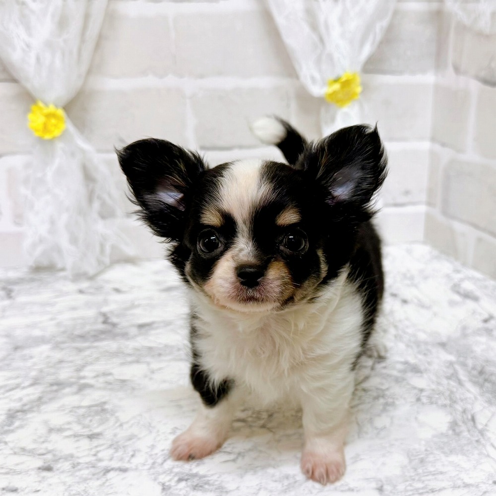 京都府のチワワ(ロング) (犬の家＆猫の里京都精華店/2026年2月18日生まれ/女の子/ブラックタンホワイト)の子犬の2枚目の画像
