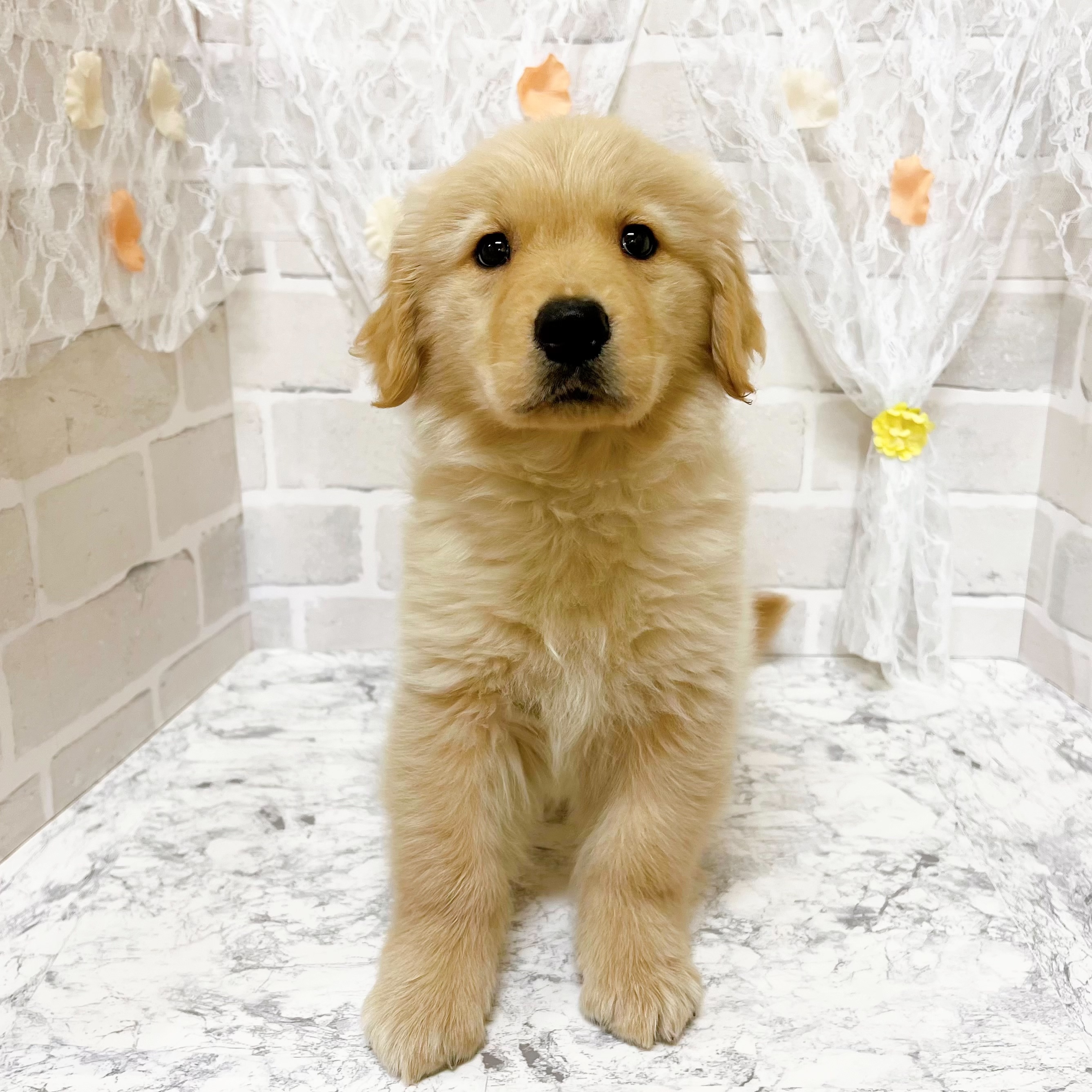 京都府のゴールデンレトリバー (犬の家＆猫の里京都精華店/2026年2月17日生まれ/女の子/ゴールデン)の子犬の2枚目の画像