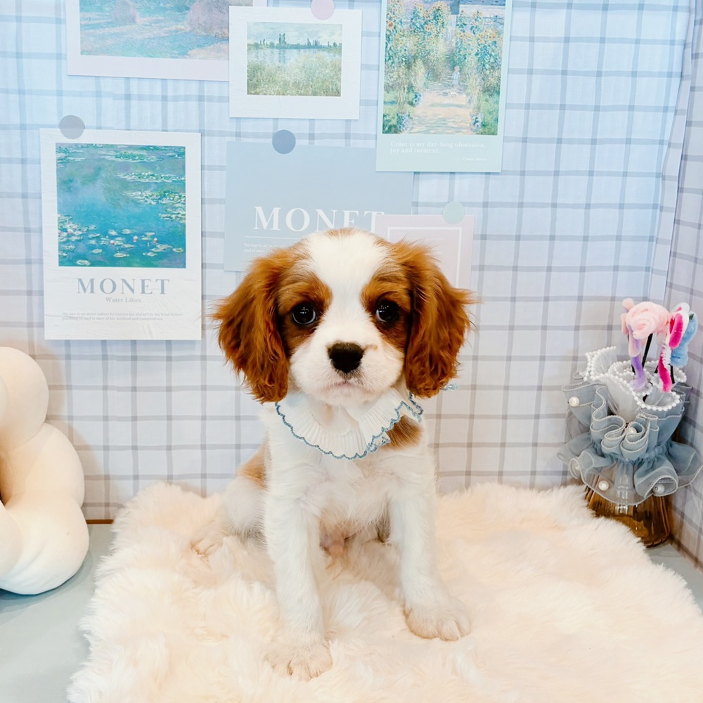 福井県のキャバリアキングチャールズスパニエル (犬の家＆猫の里福井店/2026年2月18日生まれ/男の子/ブレンハイム)の子犬の1枚目の画像