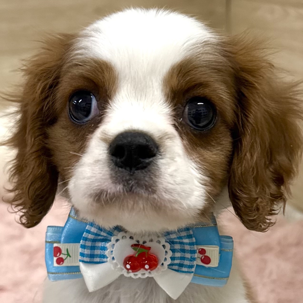 大阪府のキャバリアキングチャールズスパニエル (犬の家＆猫の里そよら東岸和田店/2026年2月18日生まれ/男の子/ブレンハイム)の子犬の1枚目の画像