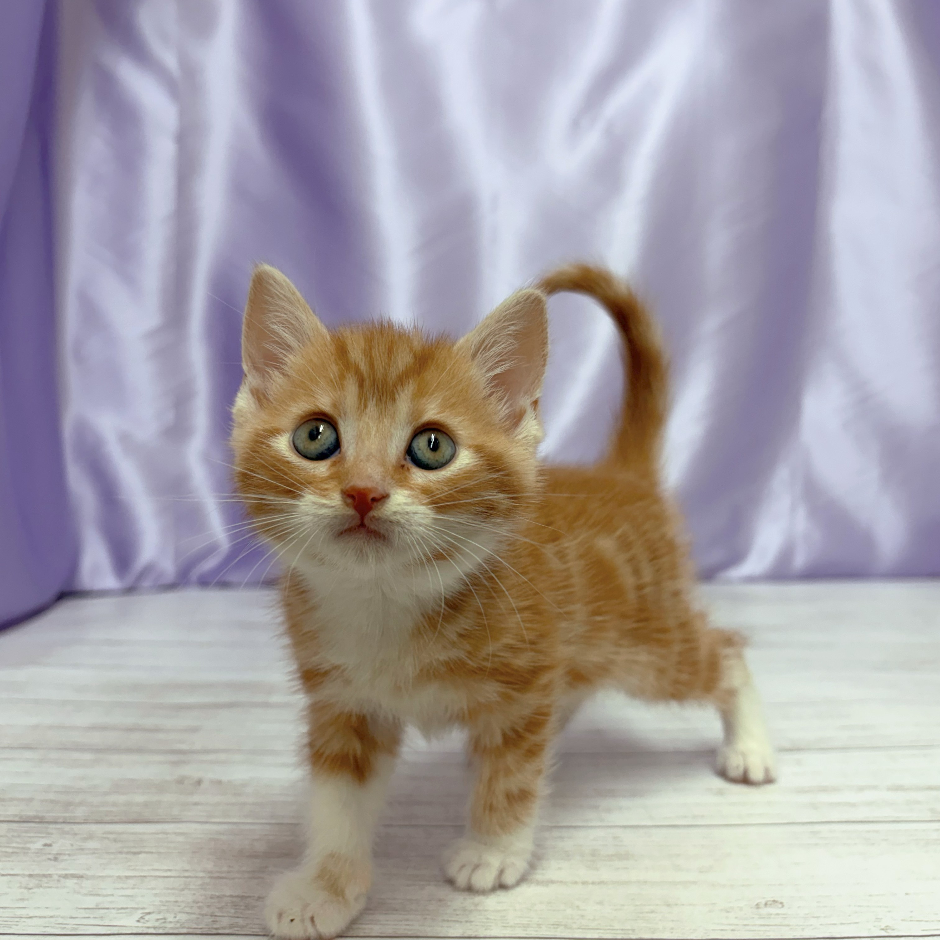 兵庫県のアメリカンショートヘアー (犬の家＆猫の里尼崎店/2026年2月18日生まれ/男の子/レッドタビーホワイト)の子猫の2枚目の画像