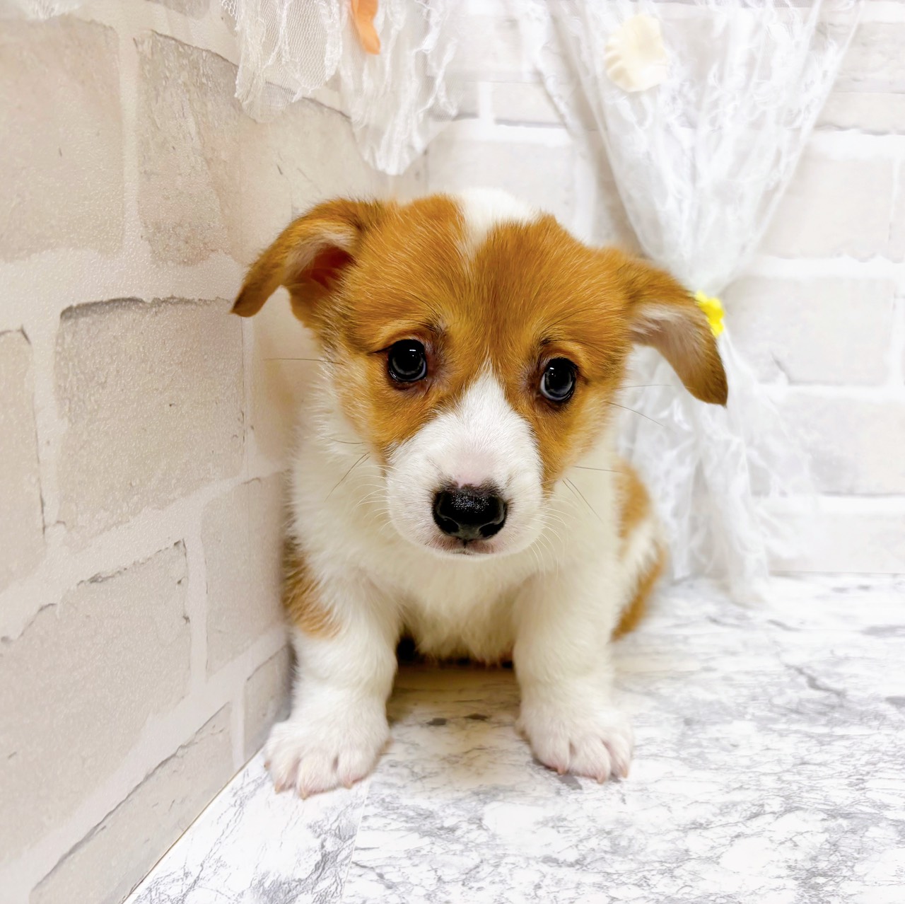 京都府のウェルシュコーギーペンブローク (犬の家＆猫の里京都精華店/2026年2月19日生まれ/男の子/セーブルホワイト)の子犬の2枚目の画像