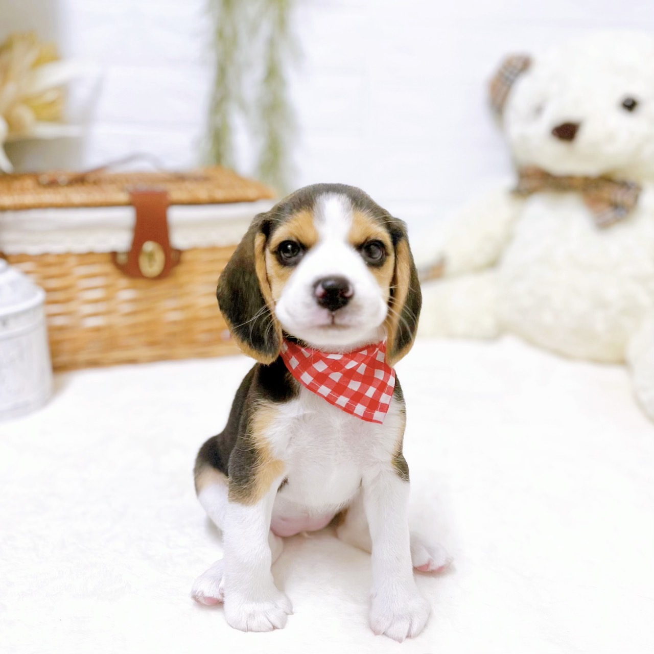 滋賀県のビーグル (犬の家＆猫の里近江八幡店/2026年2月18日生まれ/女の子/ブラックタンホワイト)の子犬の2枚目の画像