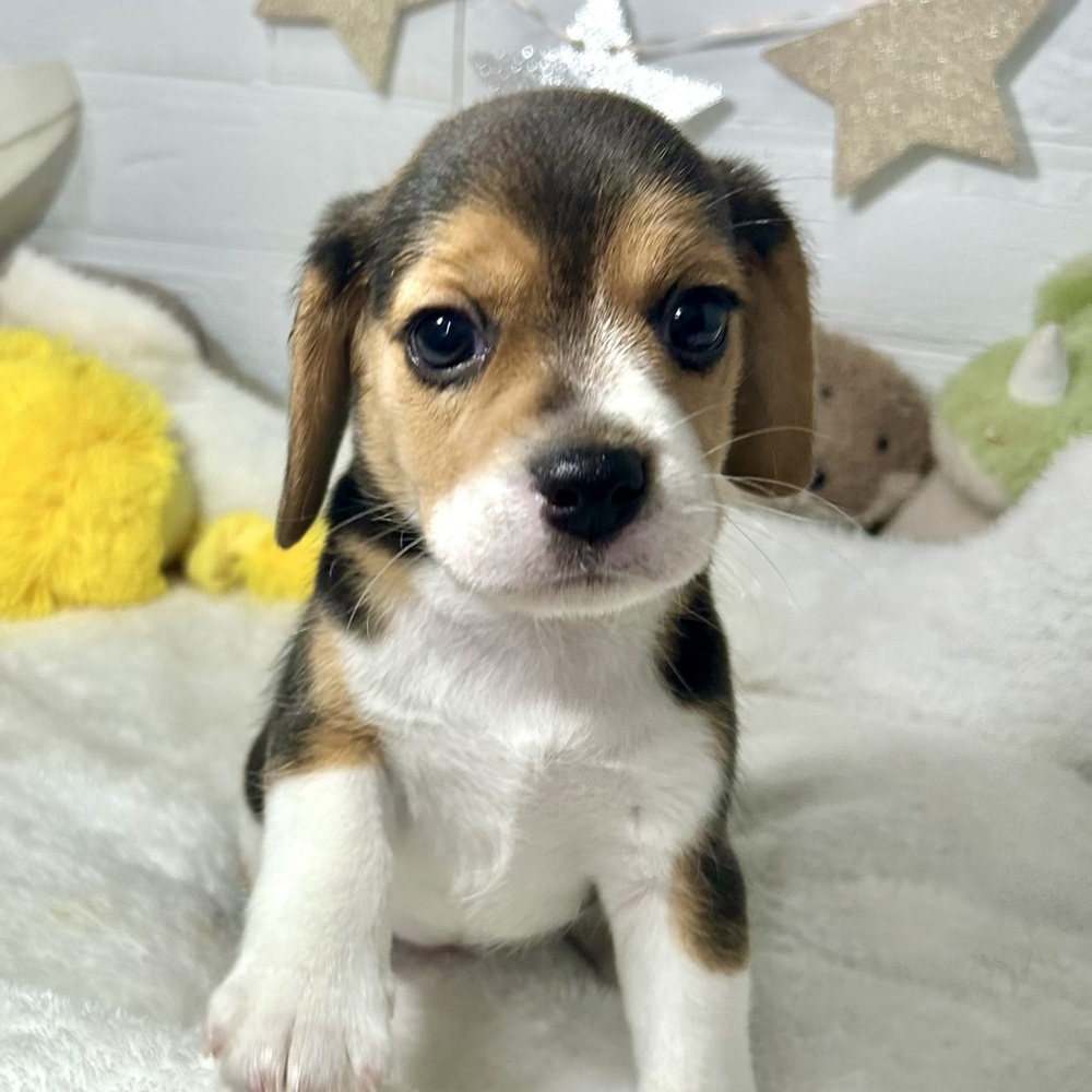 兵庫県のビーグル (犬の家＆猫の里ニッケパークタウン加古川店/2026年2月18日生まれ/女の子/ブラックタンホワイト)の子犬の1枚目の画像
