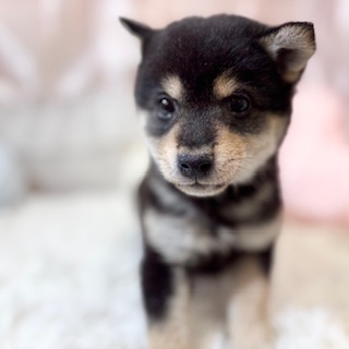 兵庫県の豆柴 (犬の家＆猫の里カナート西神戸店/2026年2月17日生まれ/男の子/黒)の子犬の2枚目の画像