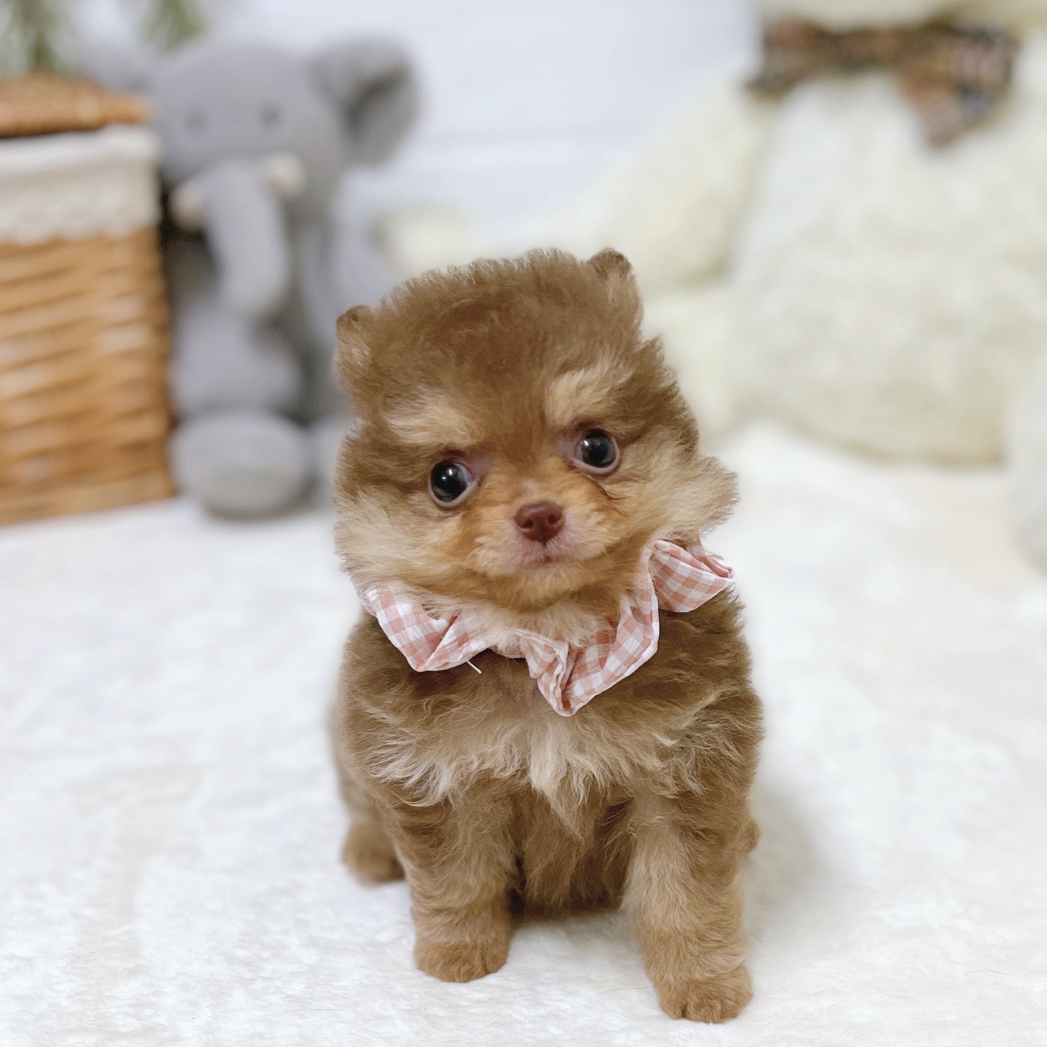 滋賀県のポメチワ/チワポメ/ポメチー(ポメラニアン×チワワ) (犬の家＆猫の里近江八幡店/2026年2月19日生まれ/女の子/チョコレートクリーム)の子犬の2枚目の画像