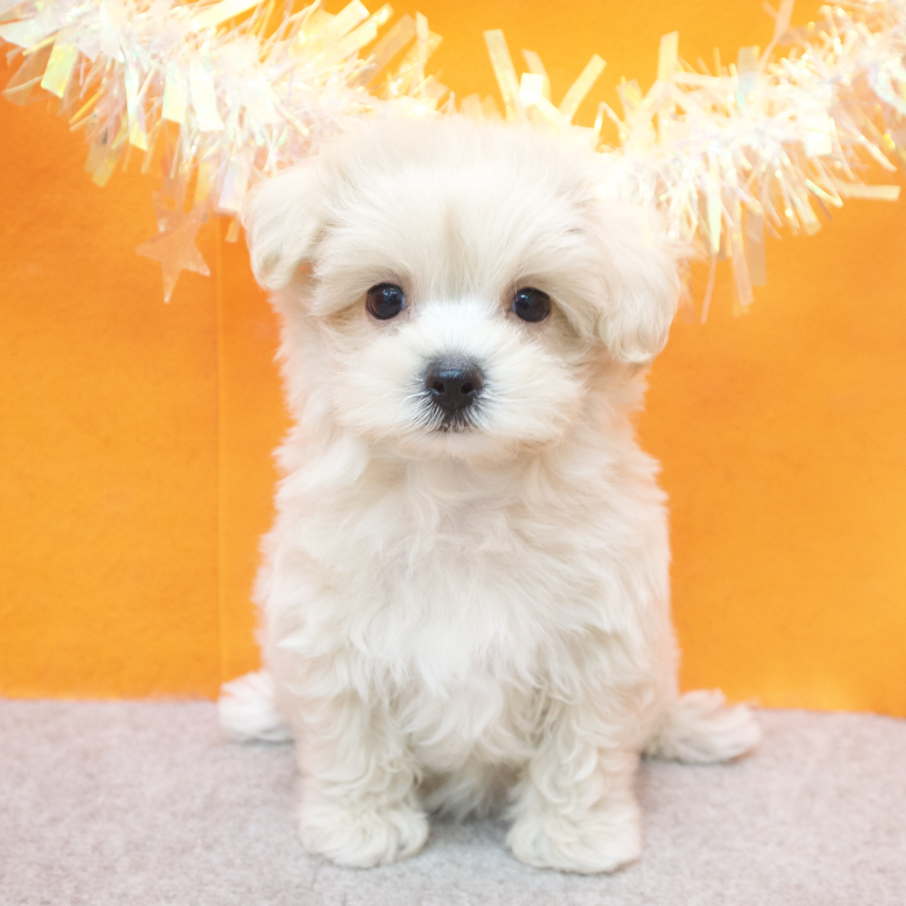 大阪府のマルプー(マルチーズ×プードル) (犬の家＆猫の里吹田店/2026年2月18日生まれ/女の子/クリーム)の子犬の1枚目の画像