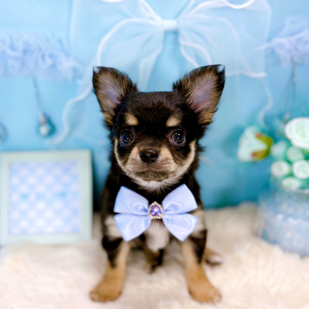 福井県のチワワ(ロング) (犬の家＆猫の里アミーゴ福井大和田店/2026年2月17日生まれ/男の子/ブラックタンホワイト)の子犬の1枚目の画像