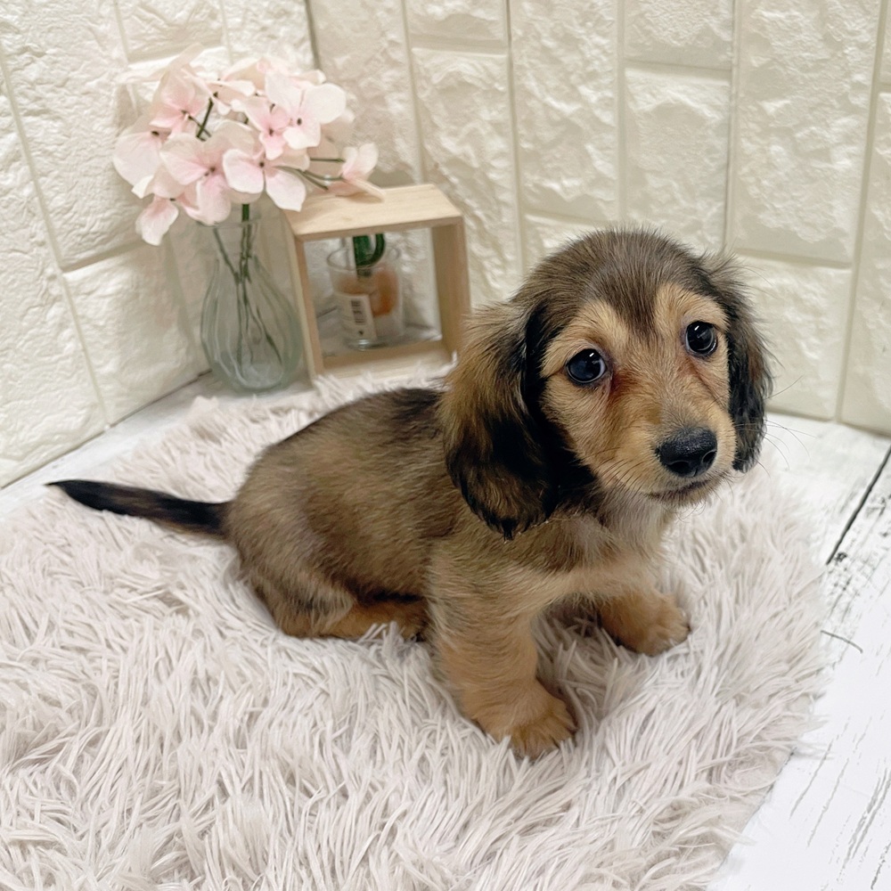 岡山県のミニチュアダックスフンド(ロング) (犬の家＆猫の里岡山店/2026年2月19日生まれ/女の子/シェーデットイエロー)の子犬の2枚目の画像