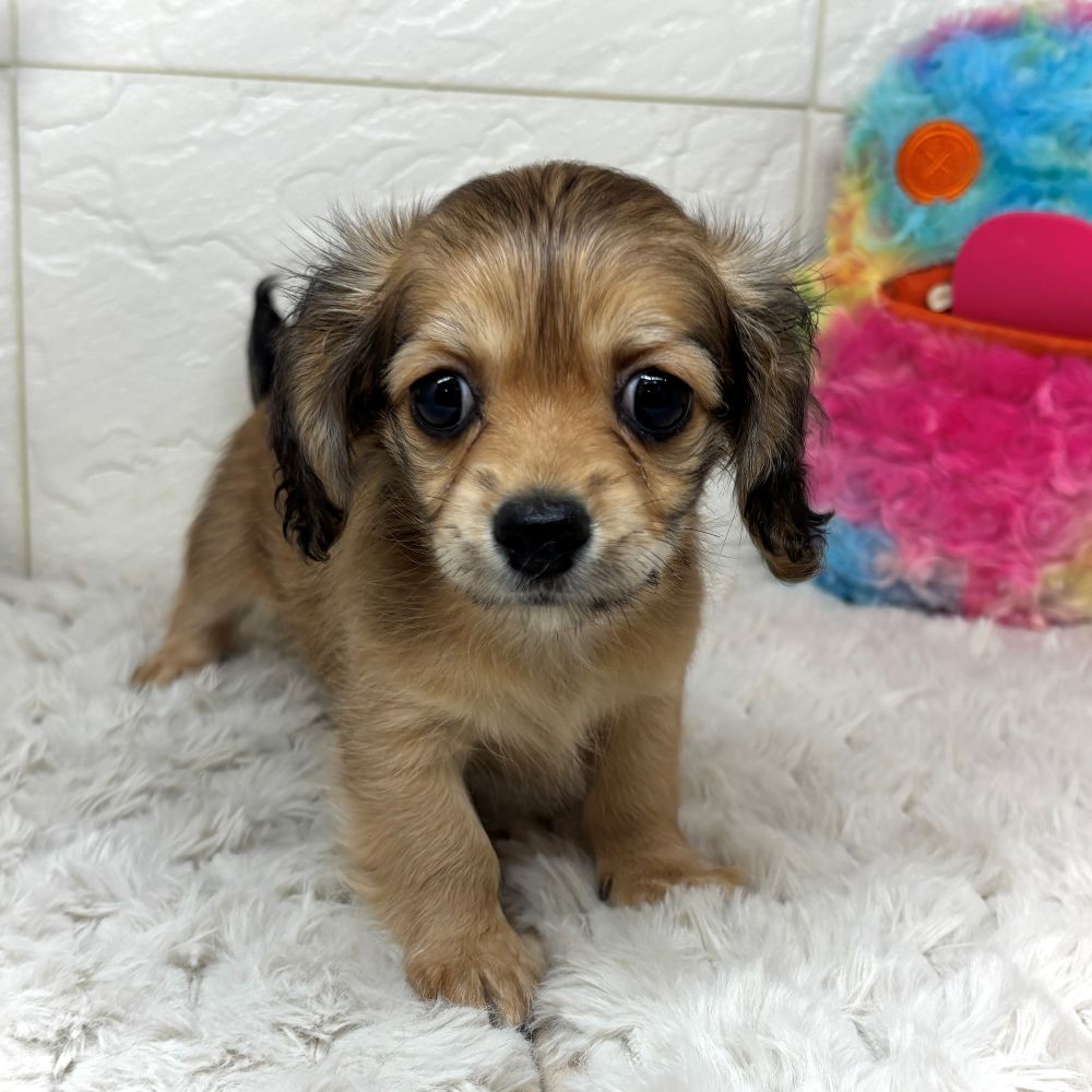 兵庫県のチワックス(チワワ×ダックス) (犬の家＆猫の里ゆめタウン姫路店/2026年2月19日生まれ/女の子/シェーデットクリーム)の子犬の1枚目の画像