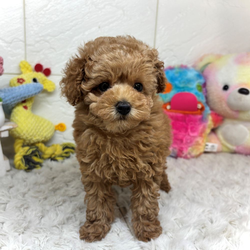 兵庫県のトイプードル(トイ) (犬の家＆猫の里ゆめタウン姫路店/2026年2月17日生まれ/女の子/オレンジフォーン)の子犬の2枚目の画像