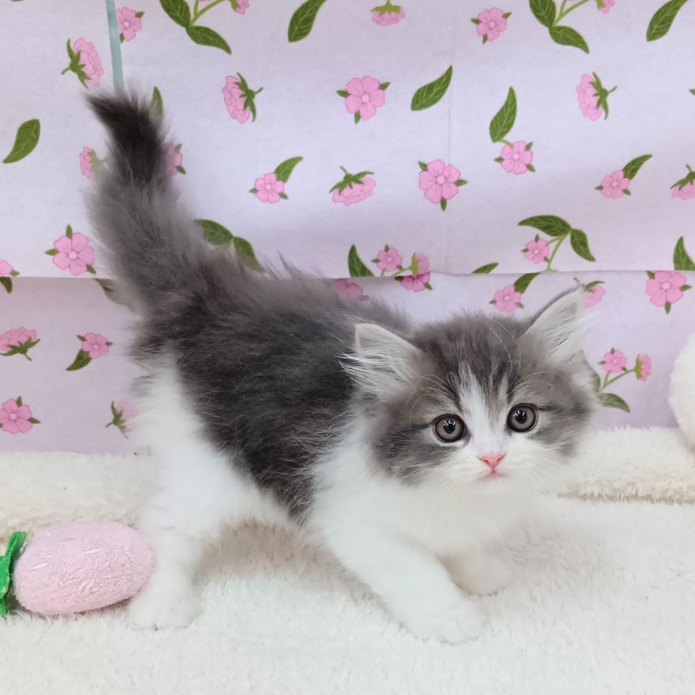 愛知県のサイベリアン (犬の家＆猫の里エアポートウォーク店/2026年2月20日生まれ/女の子/ブルータビーホワイト)の子猫の2枚目の画像