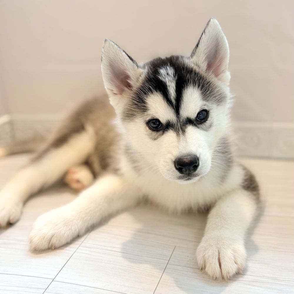 愛知県のシベリアンハスキー (犬の家＆猫の里春日井本店/2026年2月18日生まれ/男の子/ブラックホワイト)の子犬の2枚目の画像