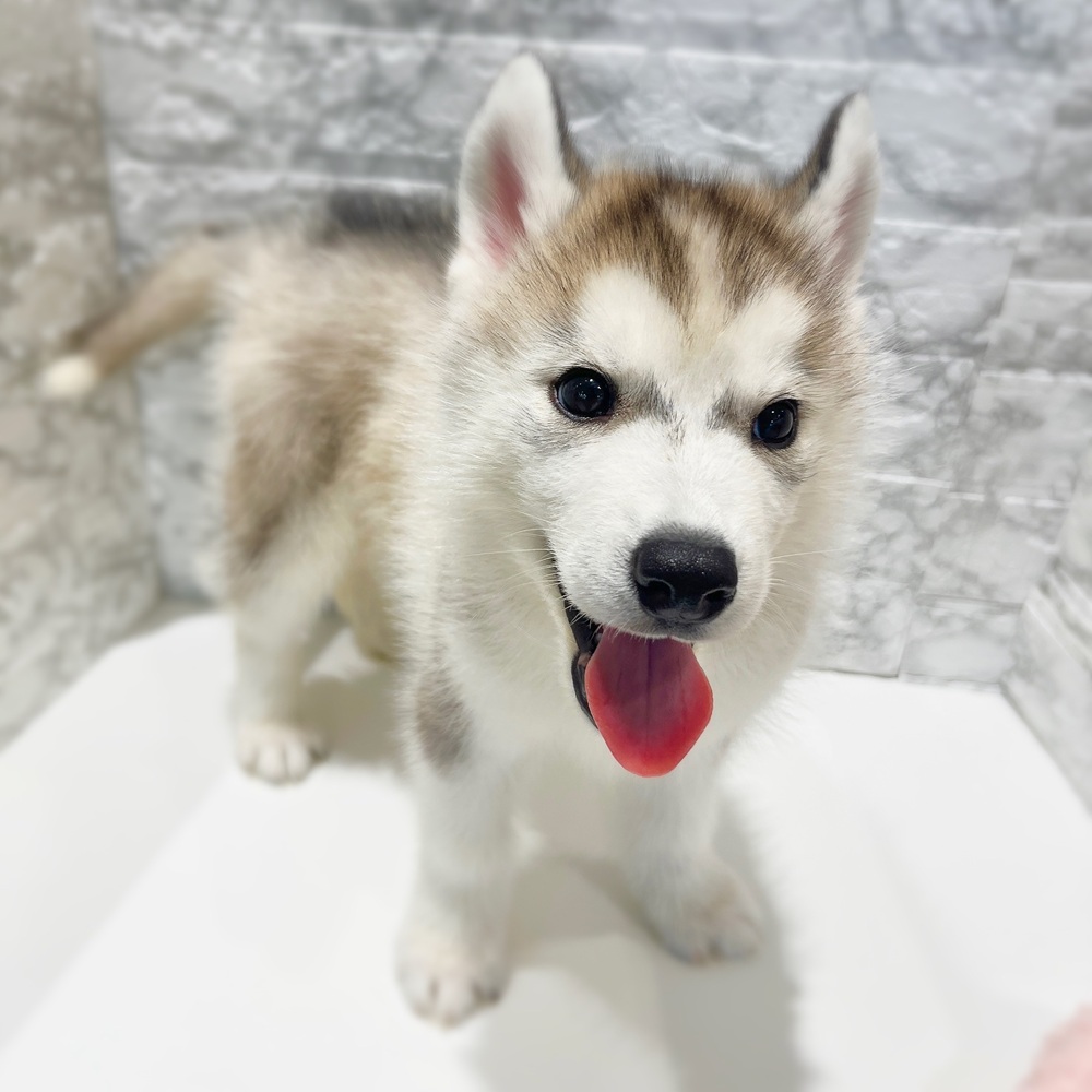 愛知県のシベリアンハスキー (犬の家＆猫の里MiO香久山店/2026年2月18日生まれ/男の子/シルバーホワイト)の子犬の2枚目の画像