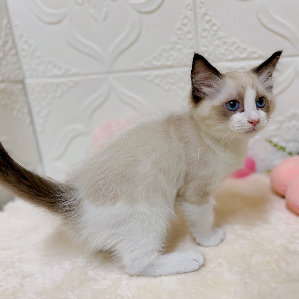 愛知県のラグドール (犬の家＆猫の里岡崎店/2026年2月18日生まれ/男の子/シールポイントバイカラー)の子猫の2枚目の画像