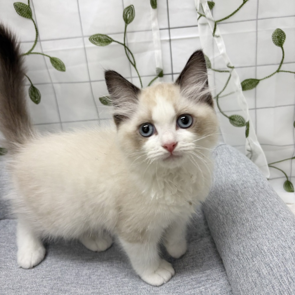 長野県のラグドール (犬の家＆猫の里塩尻店/2026年2月18日生まれ/男の子/シールポイントバイカラー)の子猫の2枚目の画像