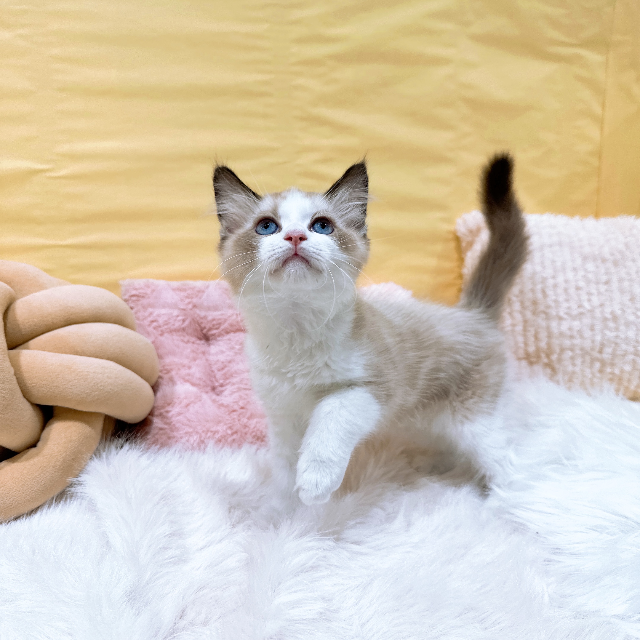 神奈川県のラグドール (犬の家＆猫の里元住吉ブレーメン通り店/2026年2月18日生まれ/男の子/シールポイントバイカラー)の子猫の2枚目の画像