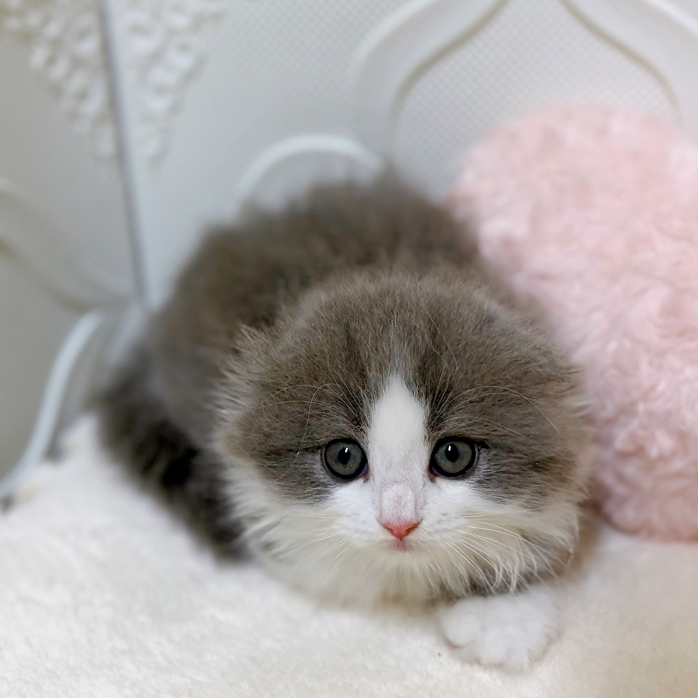愛知県のスコティッシュフォールド (犬の家＆猫の里岡崎店/2026年2月20日生まれ/男の子/ブルータビーホワイト)の子猫の2枚目の画像