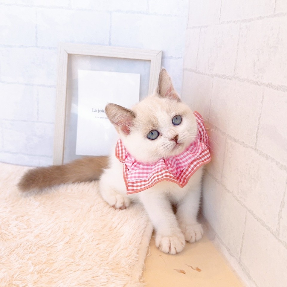 石川県のスコティッシュストレート (犬の家＆猫の里金沢店/2026年2月20日生まれ/女の子/ブルークリームポイントホワイト)の子猫の2枚目の画像