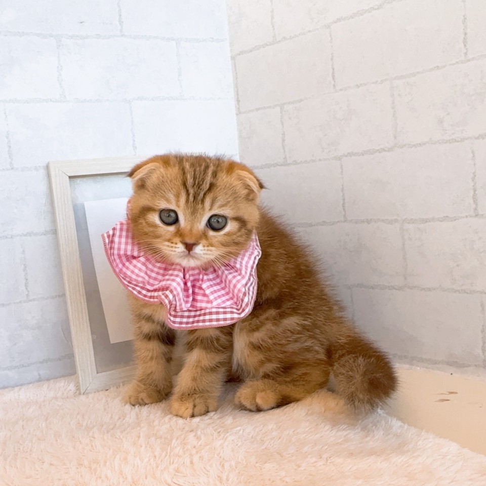 石川県のスコティッシュフォールド (犬の家＆猫の里金沢店/2026年2月20日生まれ/女の子/ブラウンパッチドタビー)の子猫の2枚目の画像