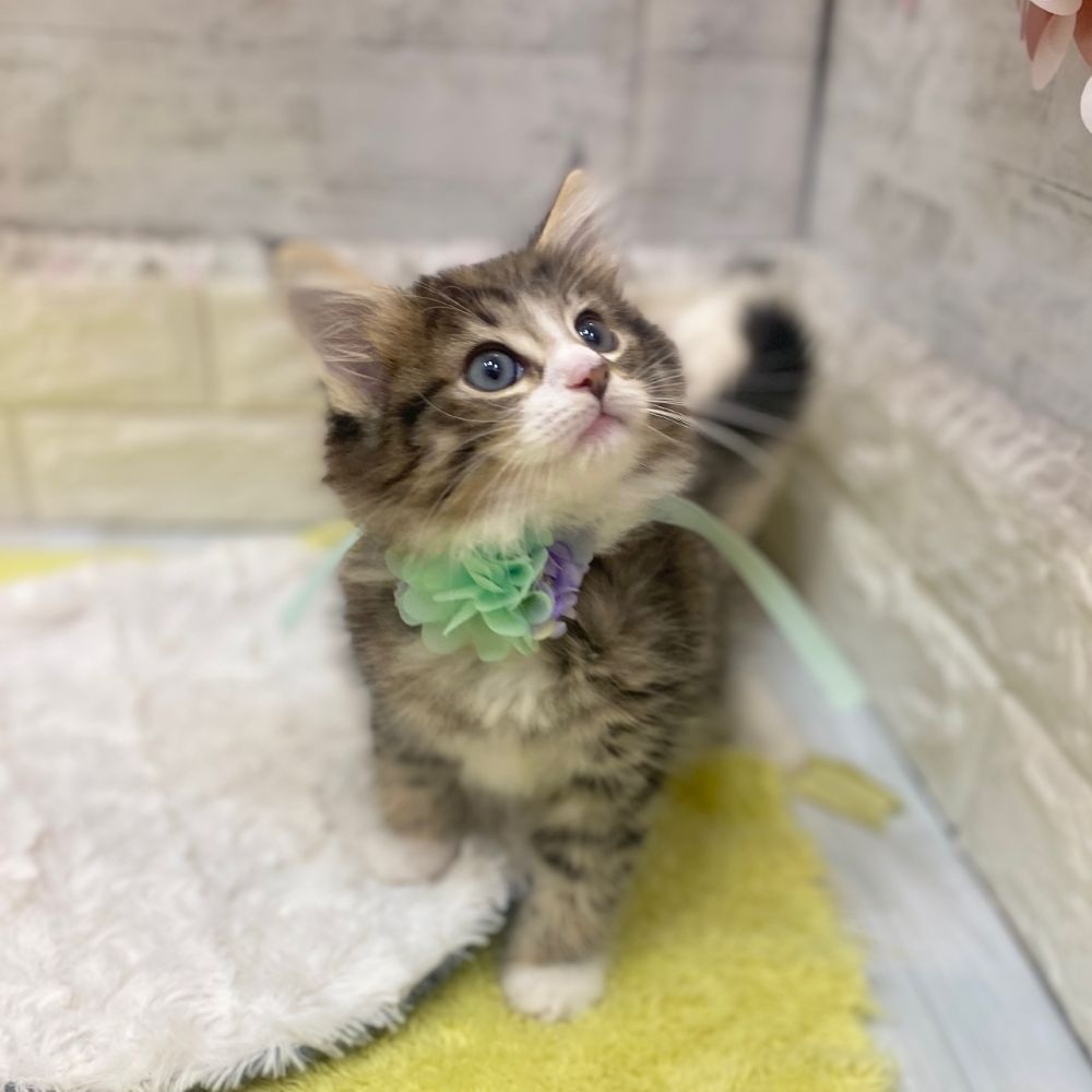 静岡県のノルウェージャンフォレストキャット (犬の家＆猫の里プレ葉ウォーク浜北店/2026年2月20日生まれ/男の子/ブラウンマッカレルタビーホワイト)の子猫の2枚目の画像