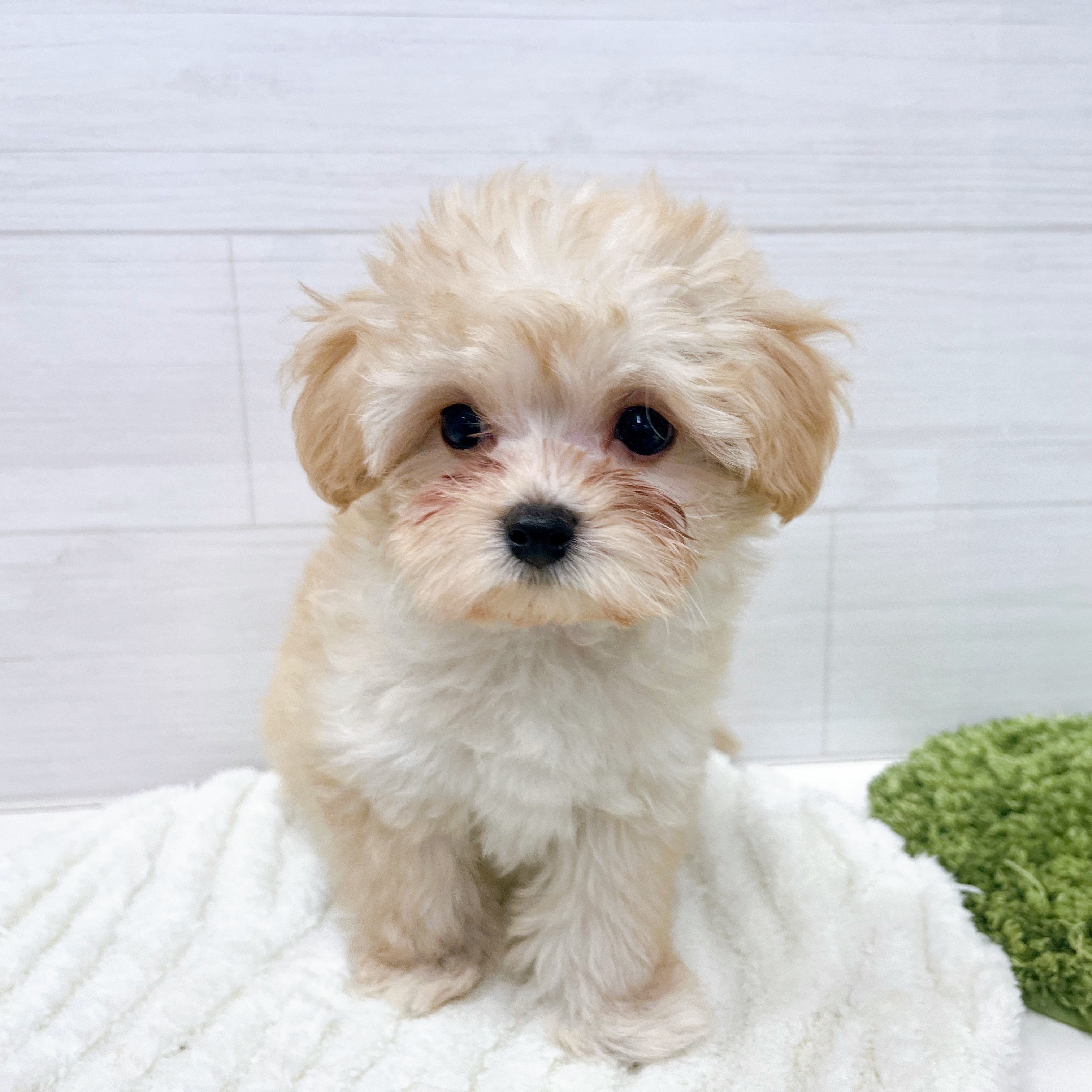 石川県のマルプー(マルチーズ×プードル) (犬の家＆猫の里アミーゴ金沢おこばた店/2026年2月19日生まれ/女の子/アプリコット)の子犬の2枚目の画像