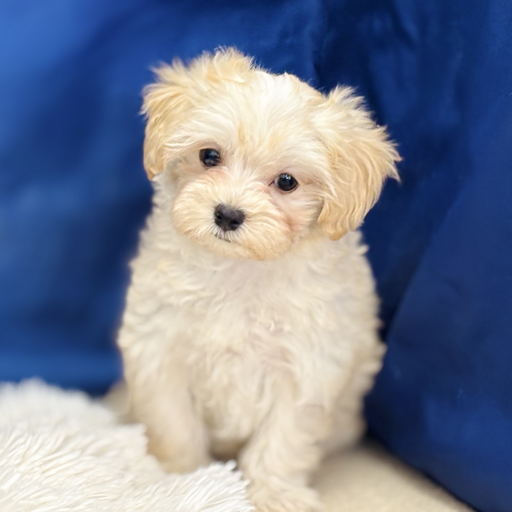 岐阜県のマルプー(マルチーズ×プードル) (犬の家＆猫の里中津川店/2026年2月19日生まれ/女の子/アプリコットホワイト)の子犬の2枚目の画像