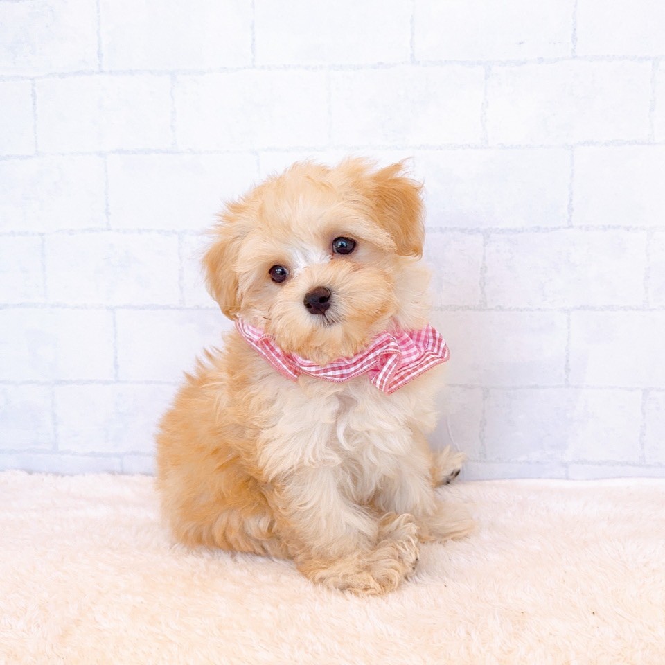 石川県のマルプー(マルチーズ×プードル) (犬の家＆猫の里金沢店/2026年2月19日生まれ/女の子/アプリコット)の子犬の2枚目の画像