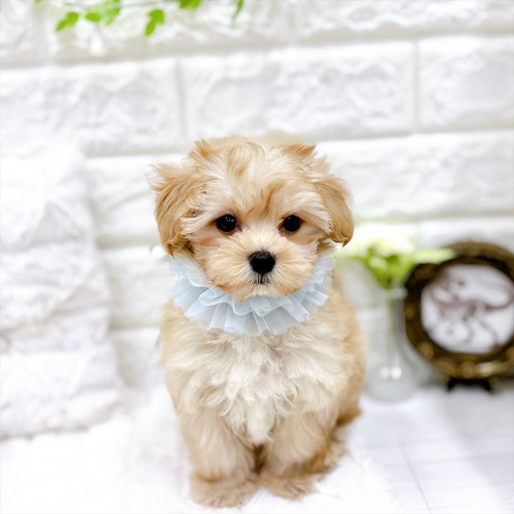 福井県のマルプー(マルチーズ×プードル) (犬の家＆猫の里アミーゴ福井大和田店/2026年2月19日生まれ/男の子/アプリコット)の子犬の2枚目の画像