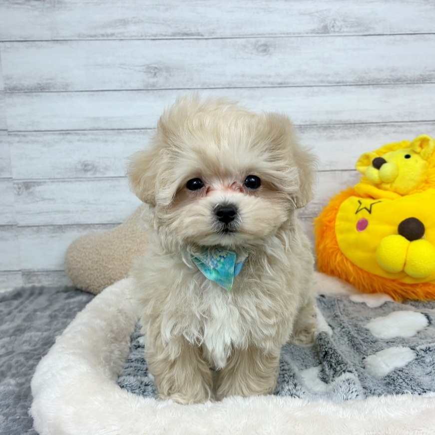 兵庫県のマルプー(マルチーズ×プードル) (犬の家＆猫の里川西店/2026年2月20日生まれ/男の子/クリーム)の子犬の2枚目の画像