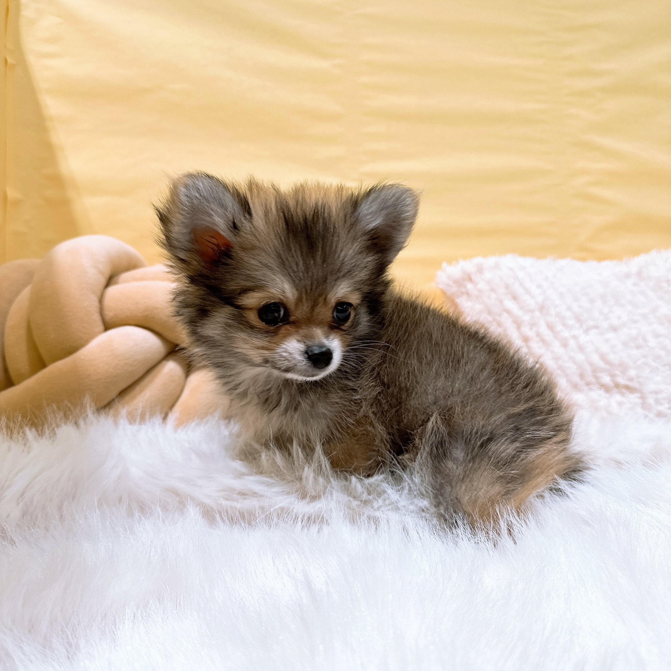 神奈川県のポメチワ/チワポメ/ポメチー(ポメラニアン×チワワ) (犬の家＆猫の里元住吉ブレーメン通り店/2026年2月21日生まれ/男の子/オレンジセーブル)の子犬の2枚目の画像