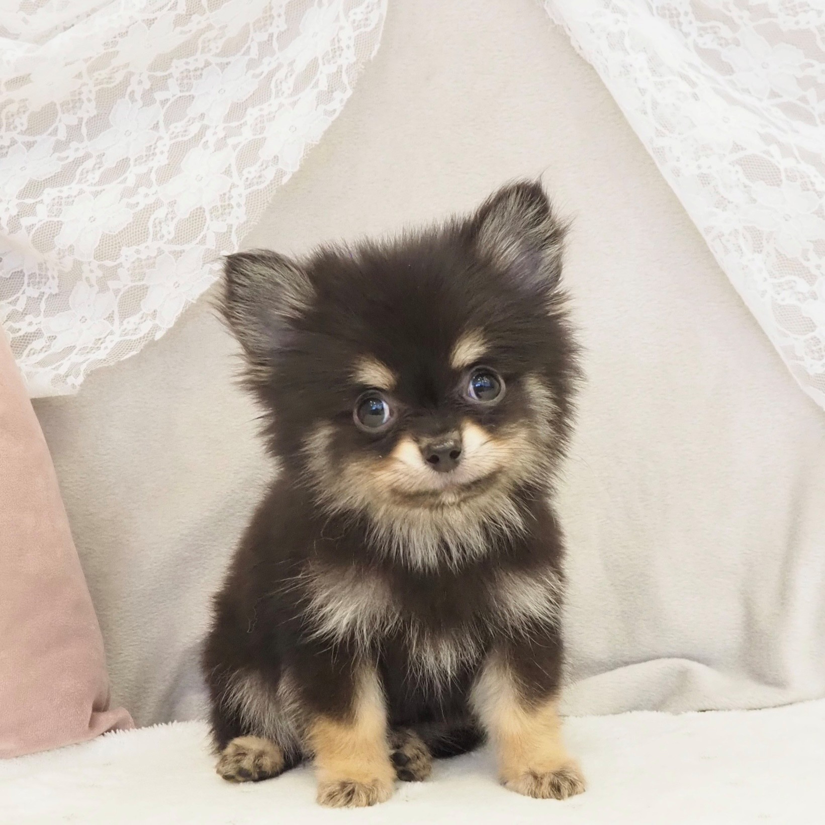 大阪府のポメチワ/チワポメ/ポメチー(ポメラニアン×チワワ) (犬の家＆猫の里もりのみやキューズモールBASE店/2026年2月21日生まれ/男の子/ブラックタン)の子犬の1枚目の画像