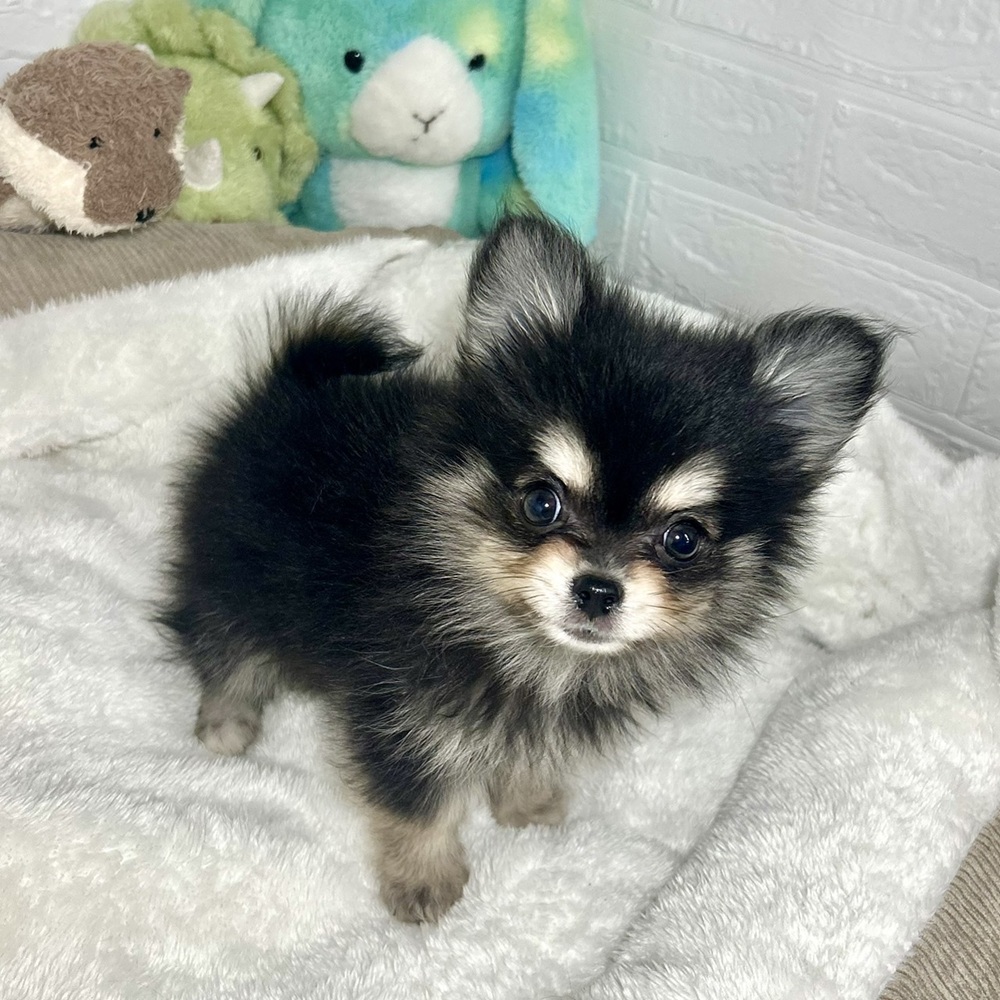兵庫県のポメチワ/チワポメ/ポメチー(ポメラニアン×チワワ) (犬の家＆猫の里ニッケパークタウン加古川店/2026年2月21日生まれ/男の子/ブラッククリーム)の子犬の1枚目の画像