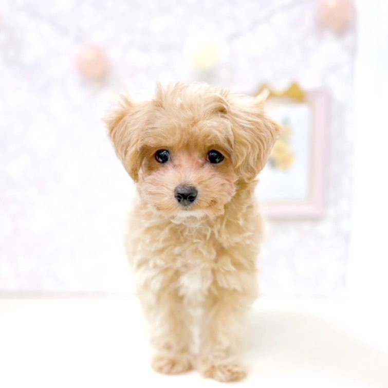 富山県のマルプー(マルチーズ×プードル) (犬の家＆猫の里アミーゴ高岡蓮花寺店/2026年2月19日生まれ/女の子/クリームホワイト)の子犬の2枚目の画像