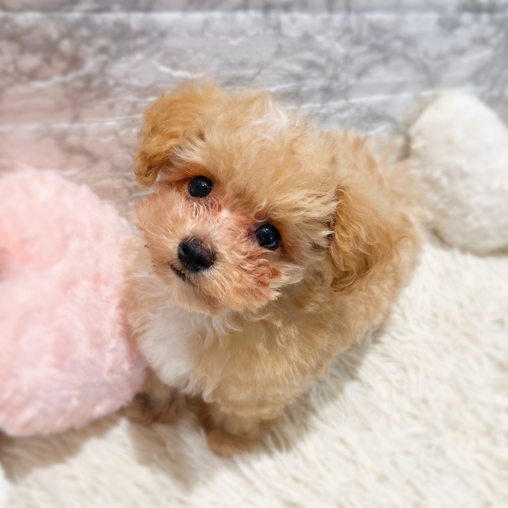 愛知県のマルプー(マルチーズ×プードル) (犬の家＆猫の里MiO香久山店/2026年2月19日生まれ/男の子/クリームホワイト)の子犬の2枚目の画像