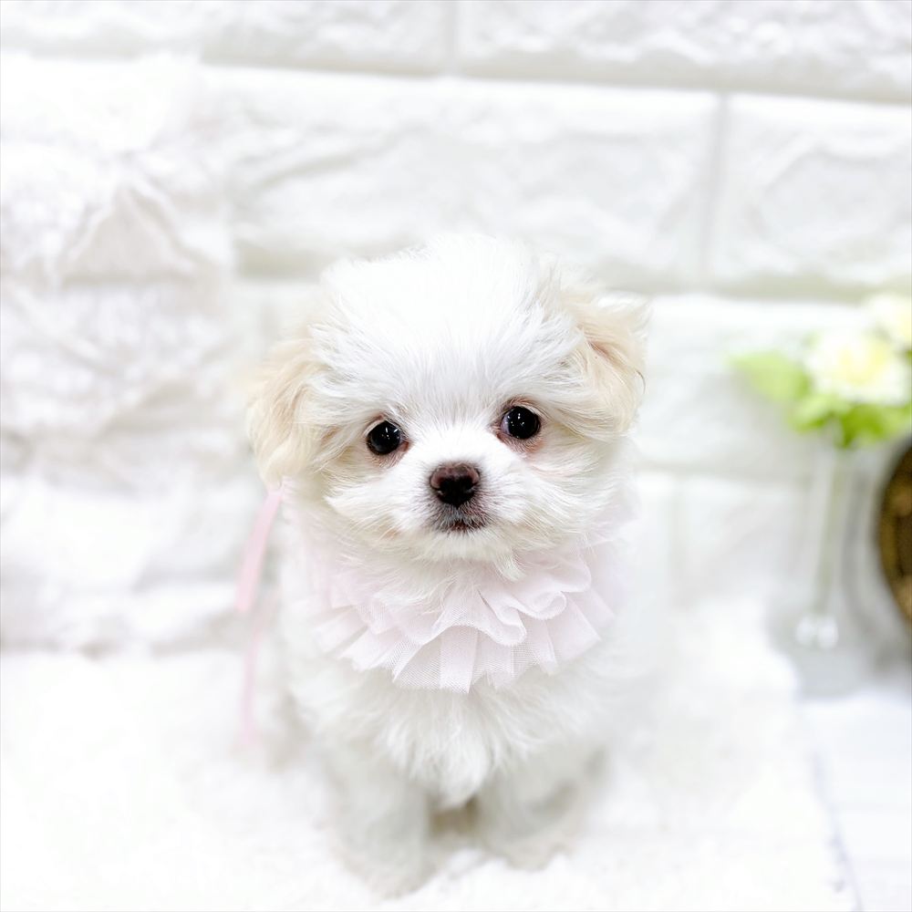 福井県のチワマル/マルチワ(チワワ×マルチーズ) (犬の家＆猫の里アミーゴ福井店/2026年2月22日生まれ/女の子/ホワイトクリーム)の子犬の2枚目の画像