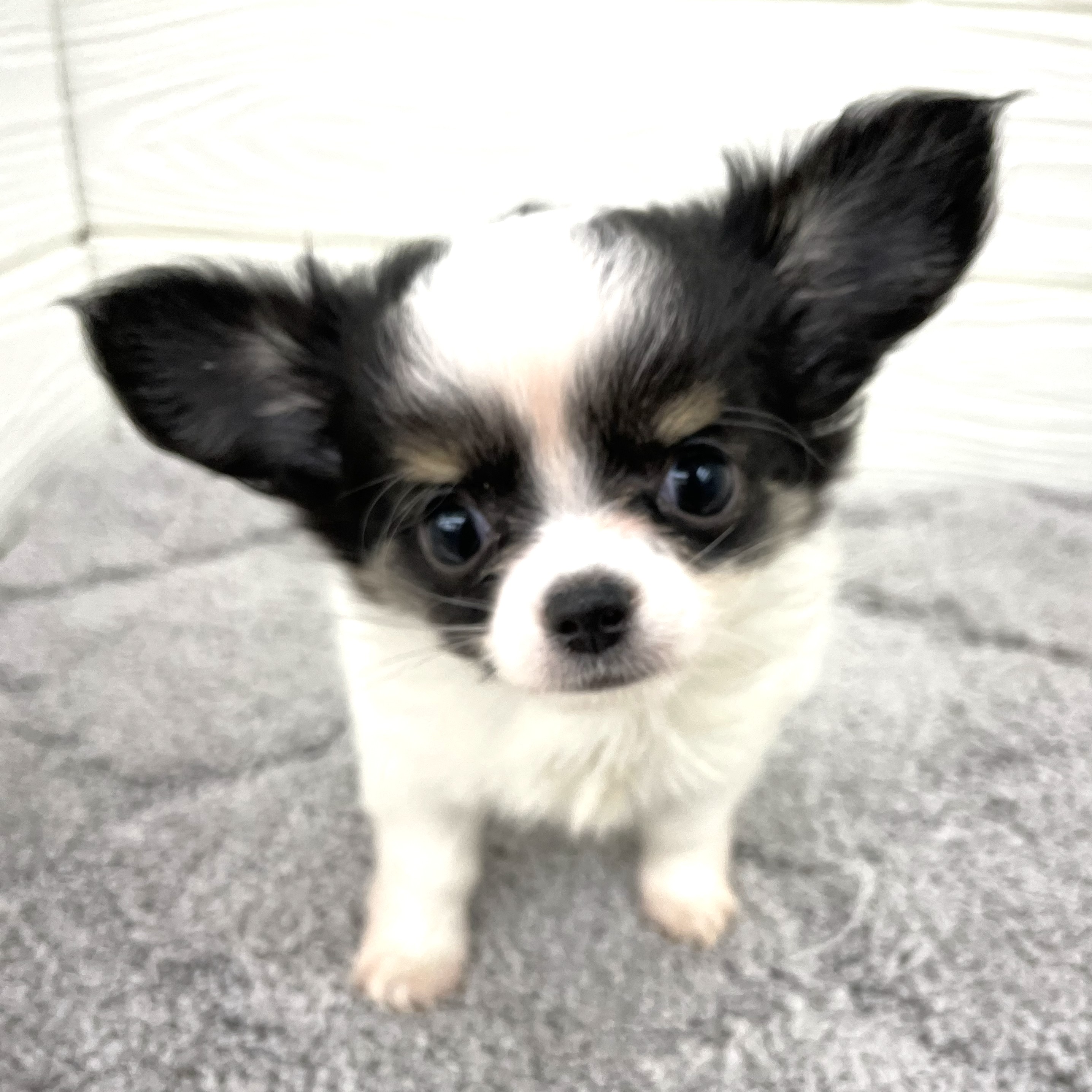 愛知県のチワワ(ロング) (犬の家＆猫の里七宝店/2026年2月22日生まれ/女の子/ホワイトブラックタン)の子犬の1枚目の画像