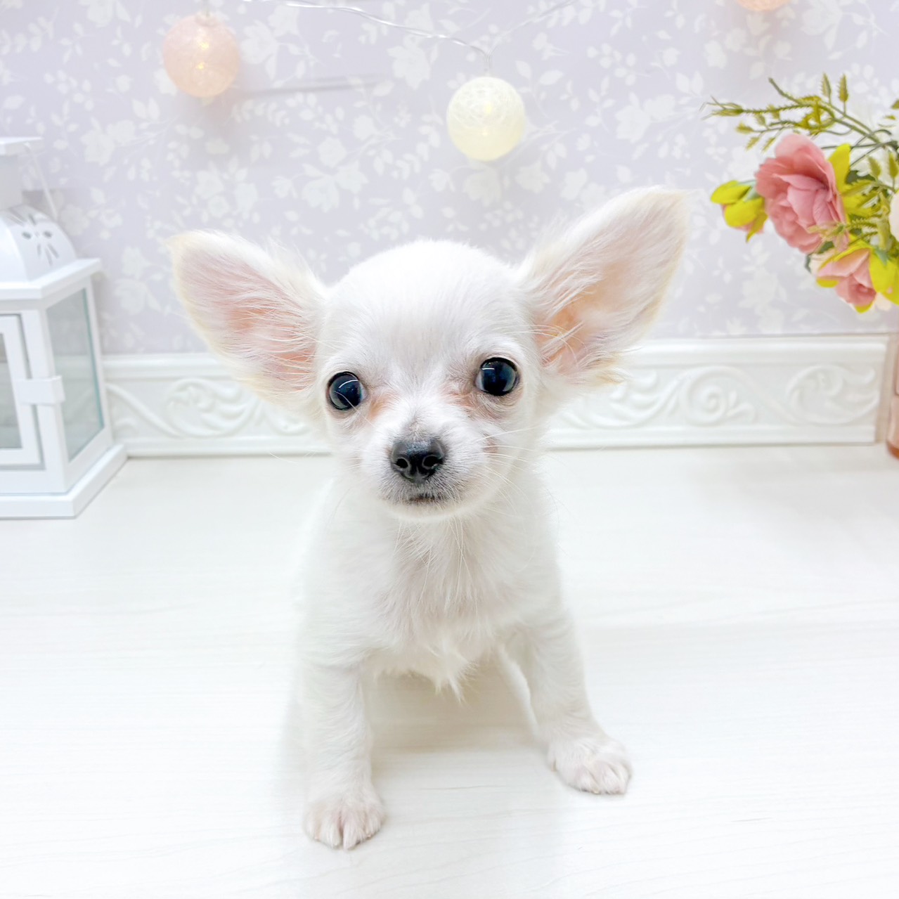 富山県のチワックス(チワワ×ダックス) (犬の家＆猫の里アミーゴ山室店/2026年2月6日生まれ/男の子/クリーム)の子犬の2枚目の画像