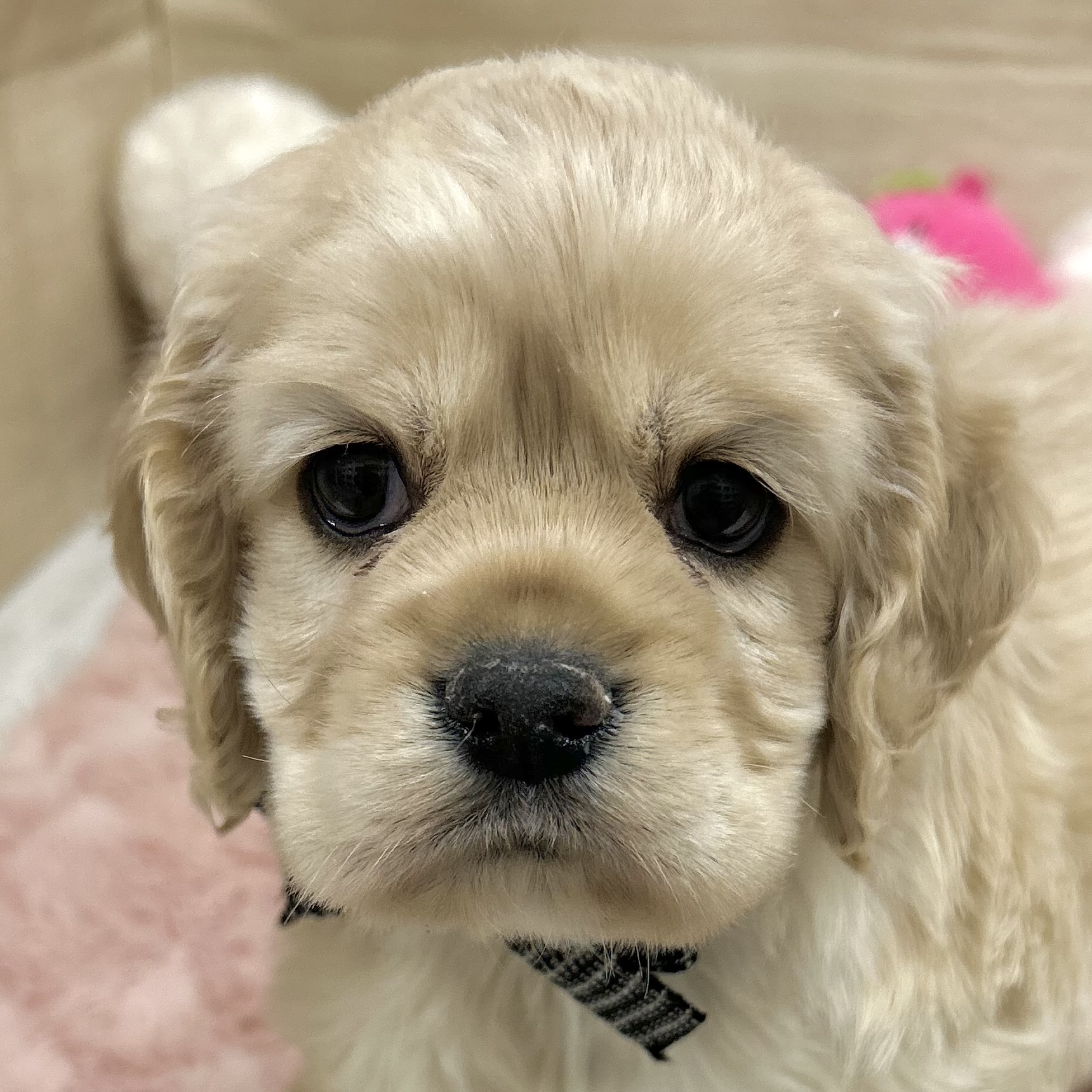 大阪府のアメリカンコッカースパニエル (犬の家＆猫の里そよら東岸和田店/2026年2月22日生まれ/男の子/バフ)の子犬の1枚目の画像