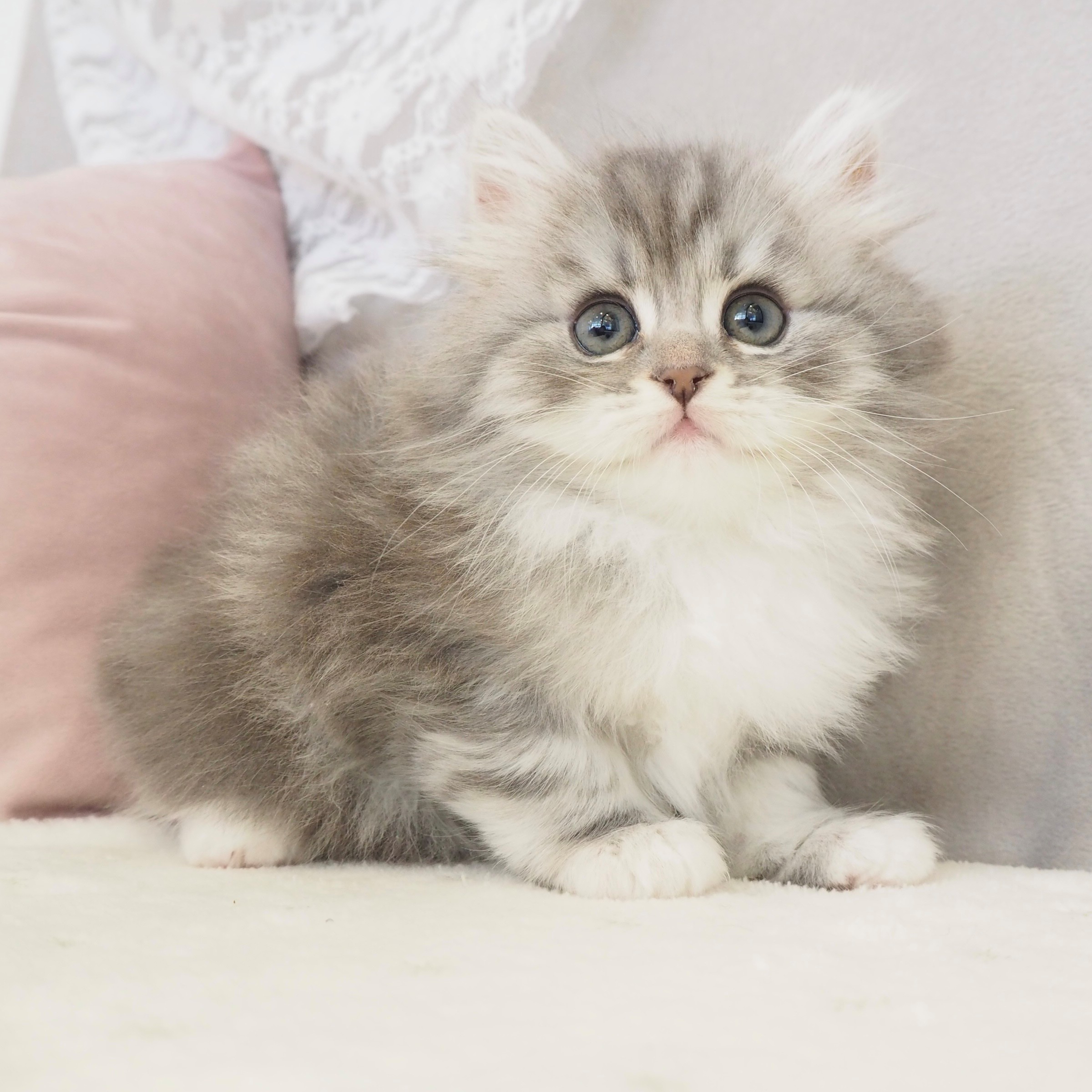 大阪府のミヌエット (犬の家＆猫の里もりのみやキューズモールBASE店/2026年2月22日生まれ/男の子/ブルークラシックタビーホワイト)の子猫の2枚目の画像