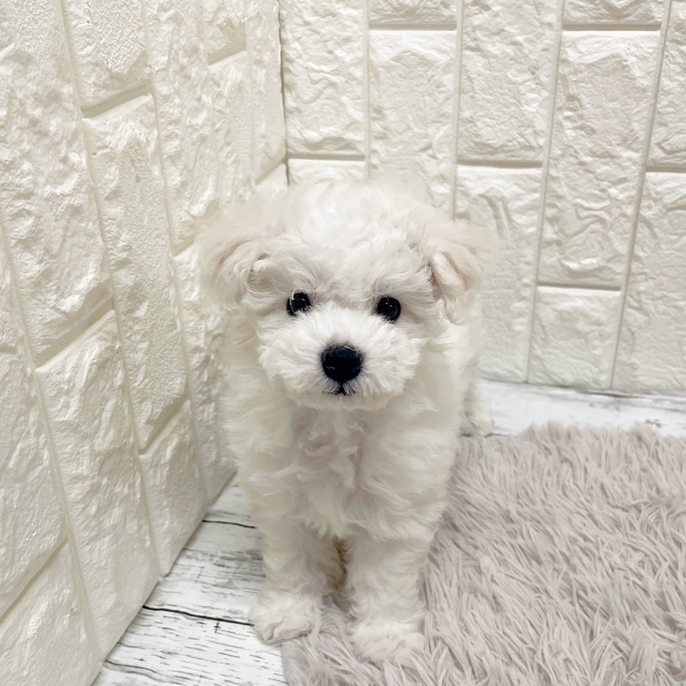 岡山県のビションフリーゼ (犬の家＆猫の里岡山店/2026年2月14日生まれ/女の子/ホワイト)の子犬の2枚目の画像