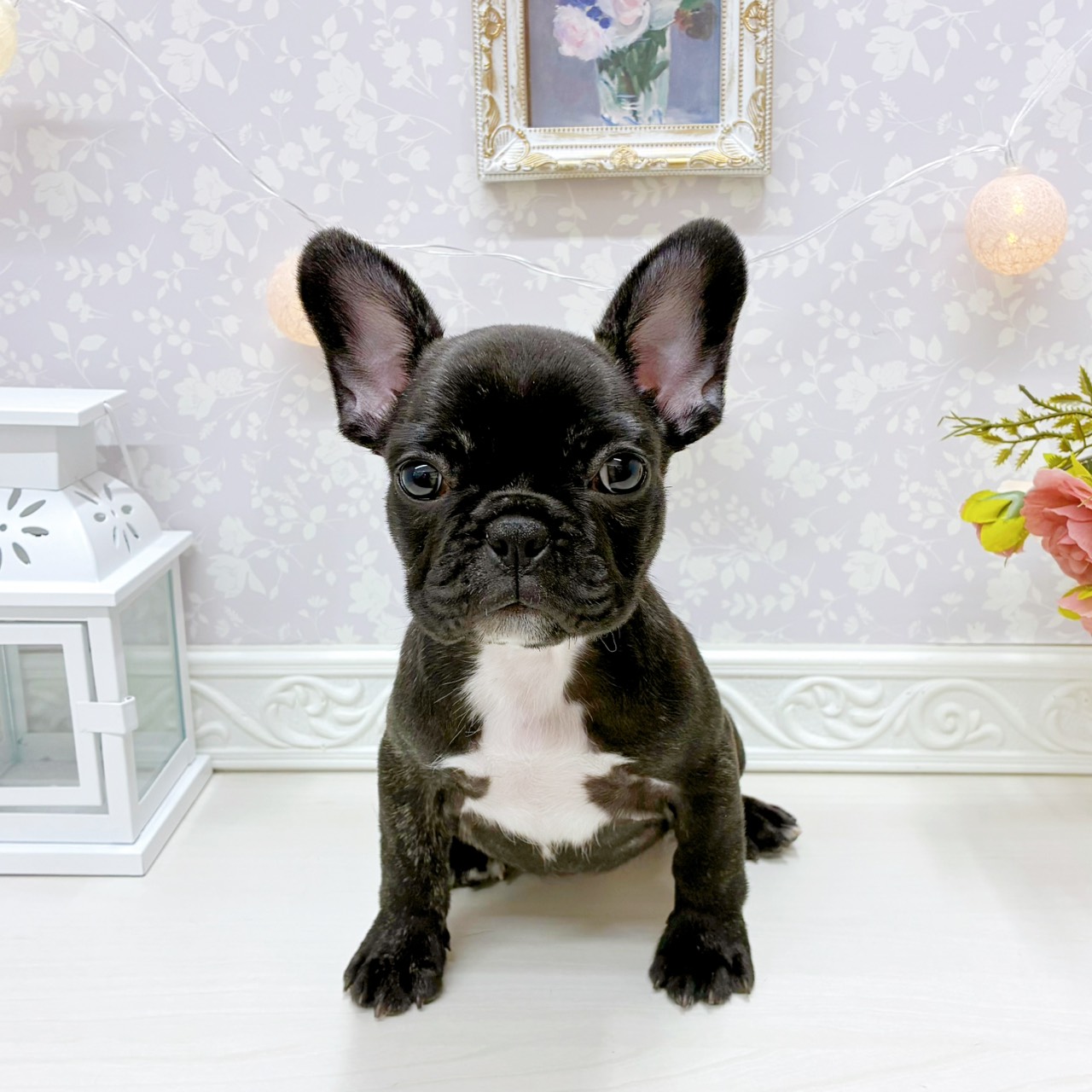 富山県のフレンチブルドッグ (犬の家＆猫の里アミーゴ山室店/2026年2月21日生まれ/女の子/ブリンドル)の子犬の1枚目の画像