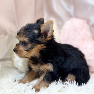 兵庫県のヨークシャーテリア (犬の家＆猫の里カナート西神戸店/2026年2月21日生まれ/女の子/スチールブルータン)の子犬の2枚目の画像