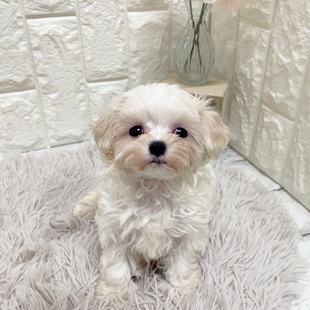 岡山県のマルチーズ (犬の家＆猫の里岡山店/2026年2月15日生まれ/女の子/ホワイト)の子犬の1枚目の画像