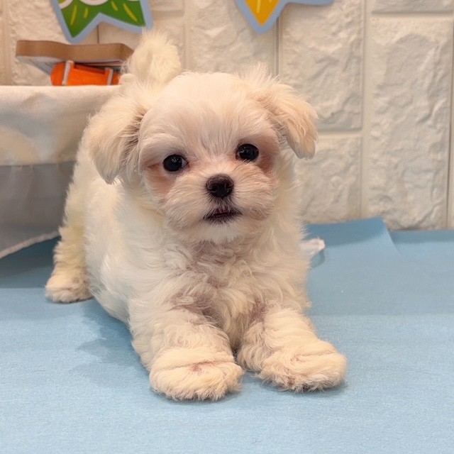 岡山県のマルチーズ (犬の家＆猫の里倉敷店/2026年2月15日生まれ/女の子/ホワイト)の子犬の2枚目の画像