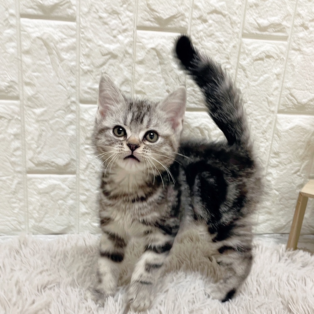 岡山県のアメリカンショートヘアー (犬の家＆猫の里岡山店/2026年2月18日生まれ/女の子/シルバータビー)の子猫の2枚目の画像