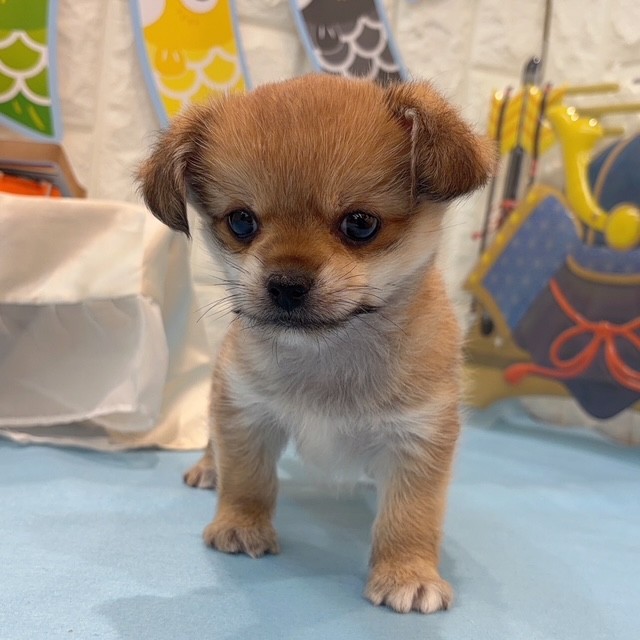 岡山県のハーフ犬・ミックス犬 (犬の家＆猫の里倉敷店/2026年2月22日生まれ/男の子/フォーンホワイト)の子犬の2枚目の画像